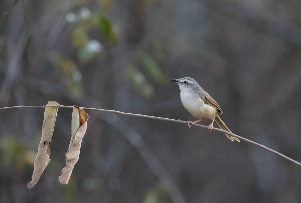 Prinia modeste - ML117777921