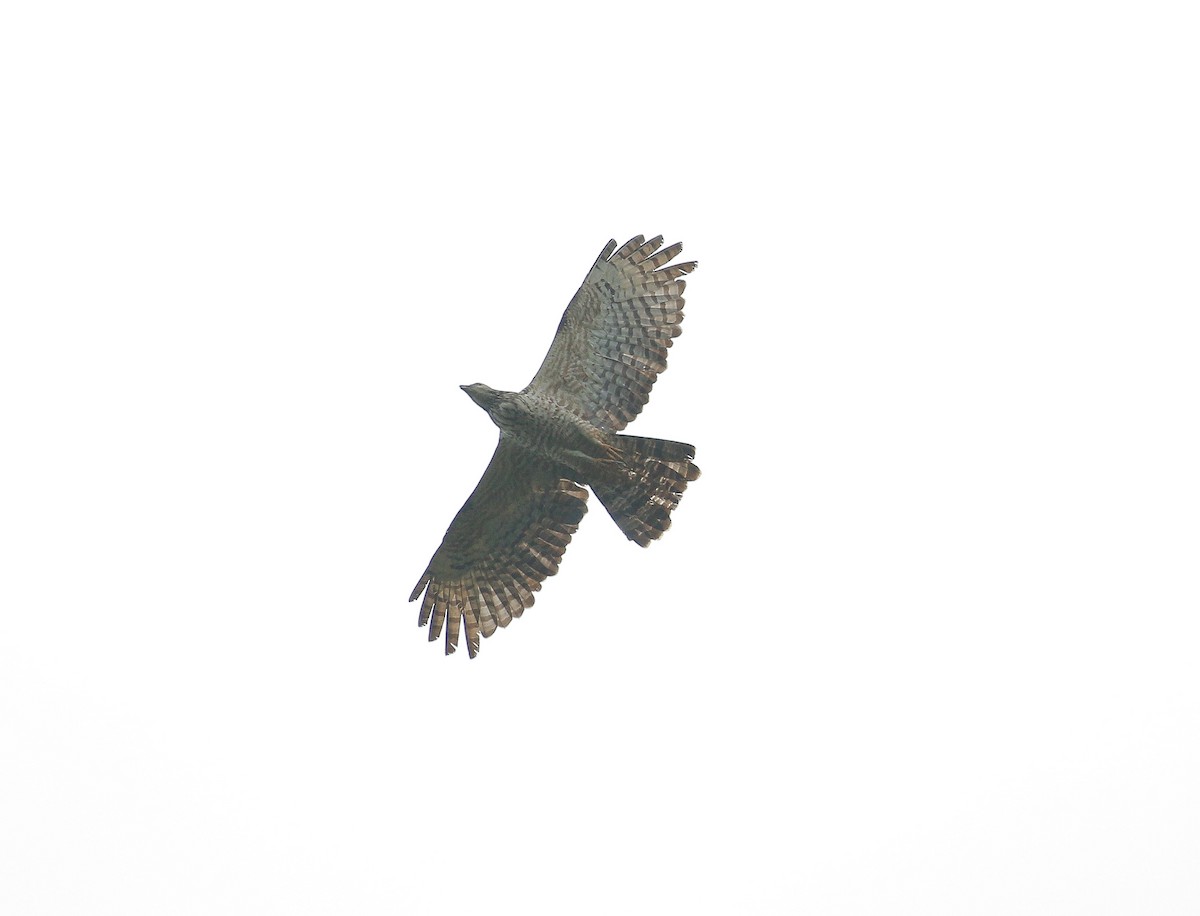 Oriental Honey-buzzard - ML117778571