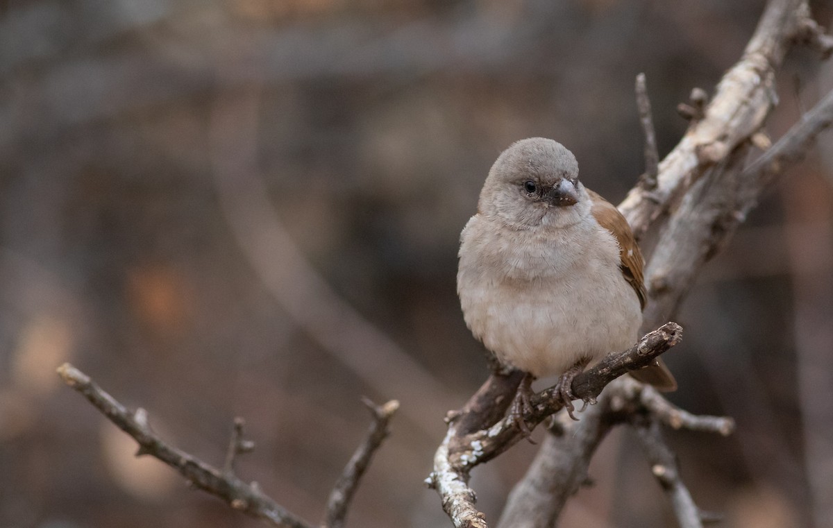 Southern Gray-headed Sparrow - Oliver Burton