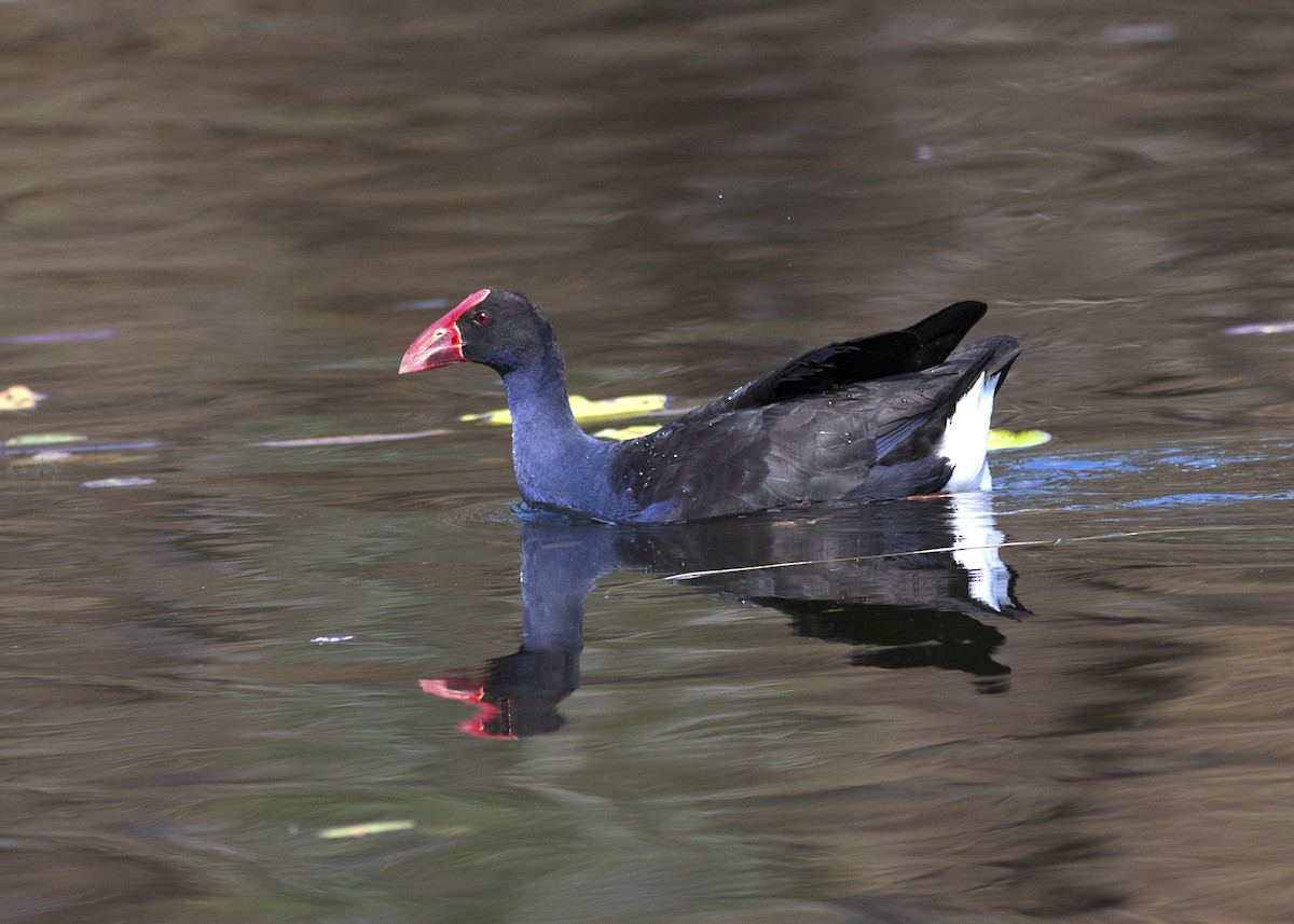 Australasian Swamphen - ML117782571