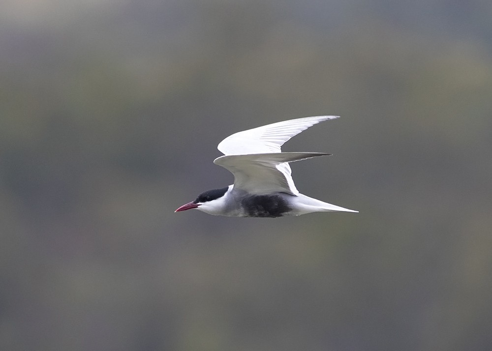 Whiskered Tern - ML117782631