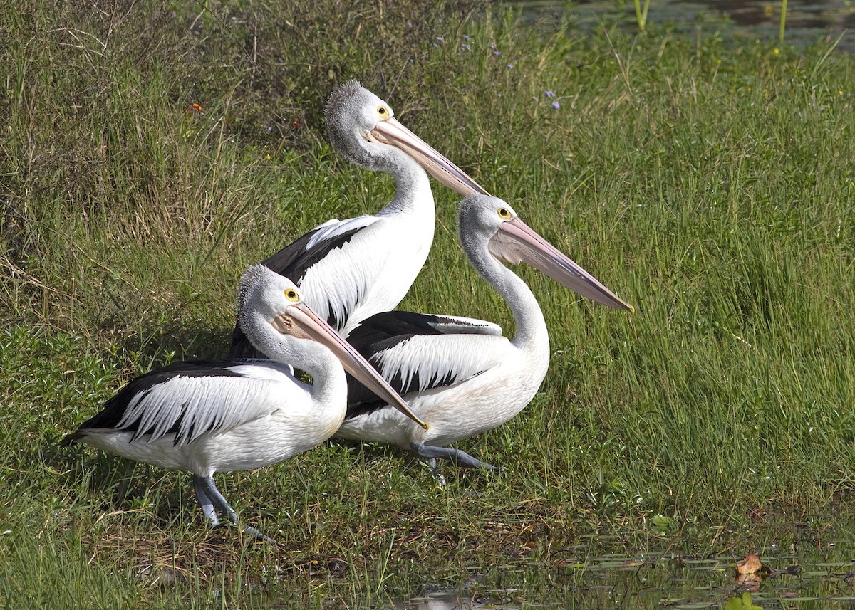 Australian Pelican - ML117782721