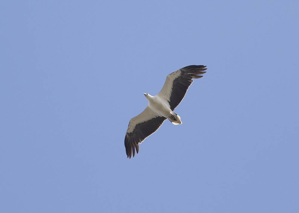 White-bellied Sea-Eagle - ML117782791