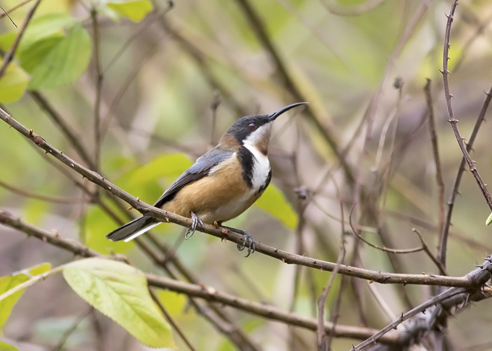 Eastern Spinebill - ML117782851