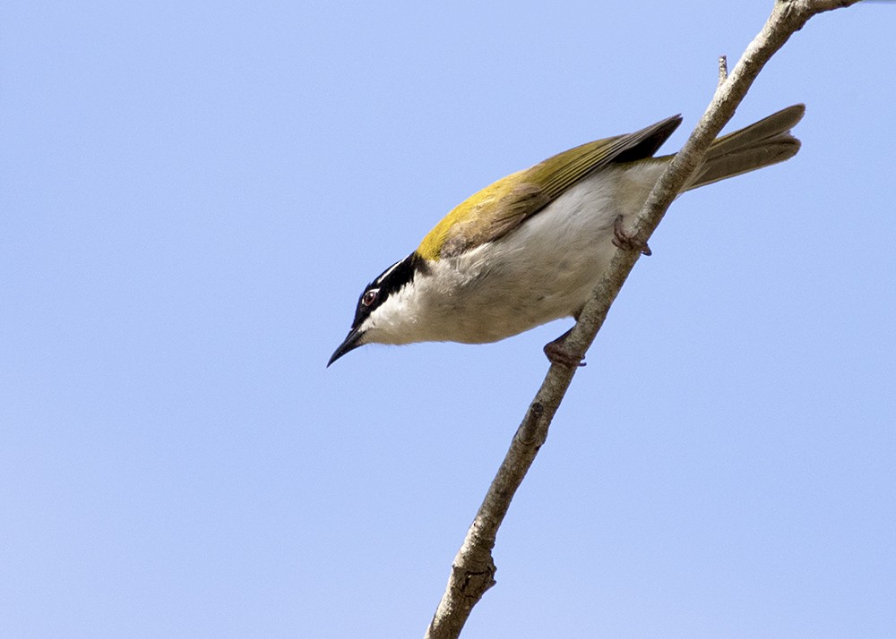 White-throated Honeyeater - ML117782981