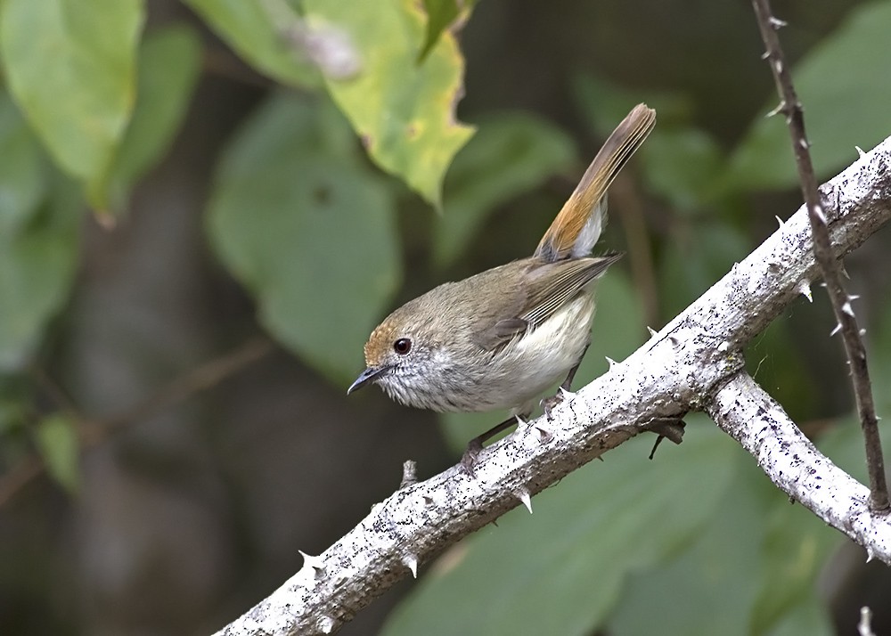 Brown Thornbill - ML117783091