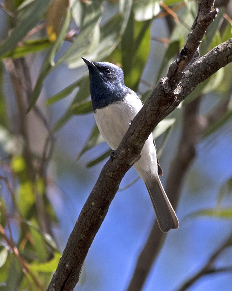 Leaden Flycatcher - ML117783321