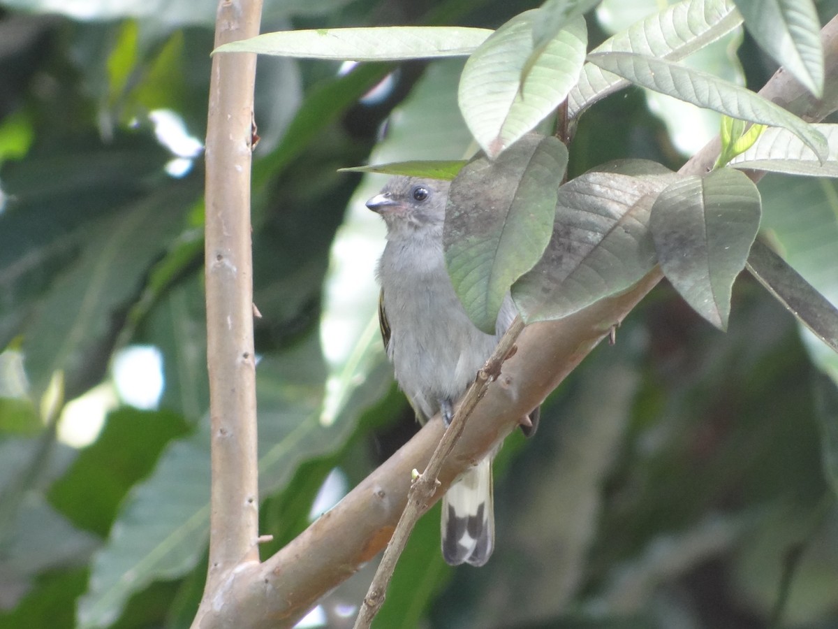 Willcocks's Honeyguide - Marc Languy