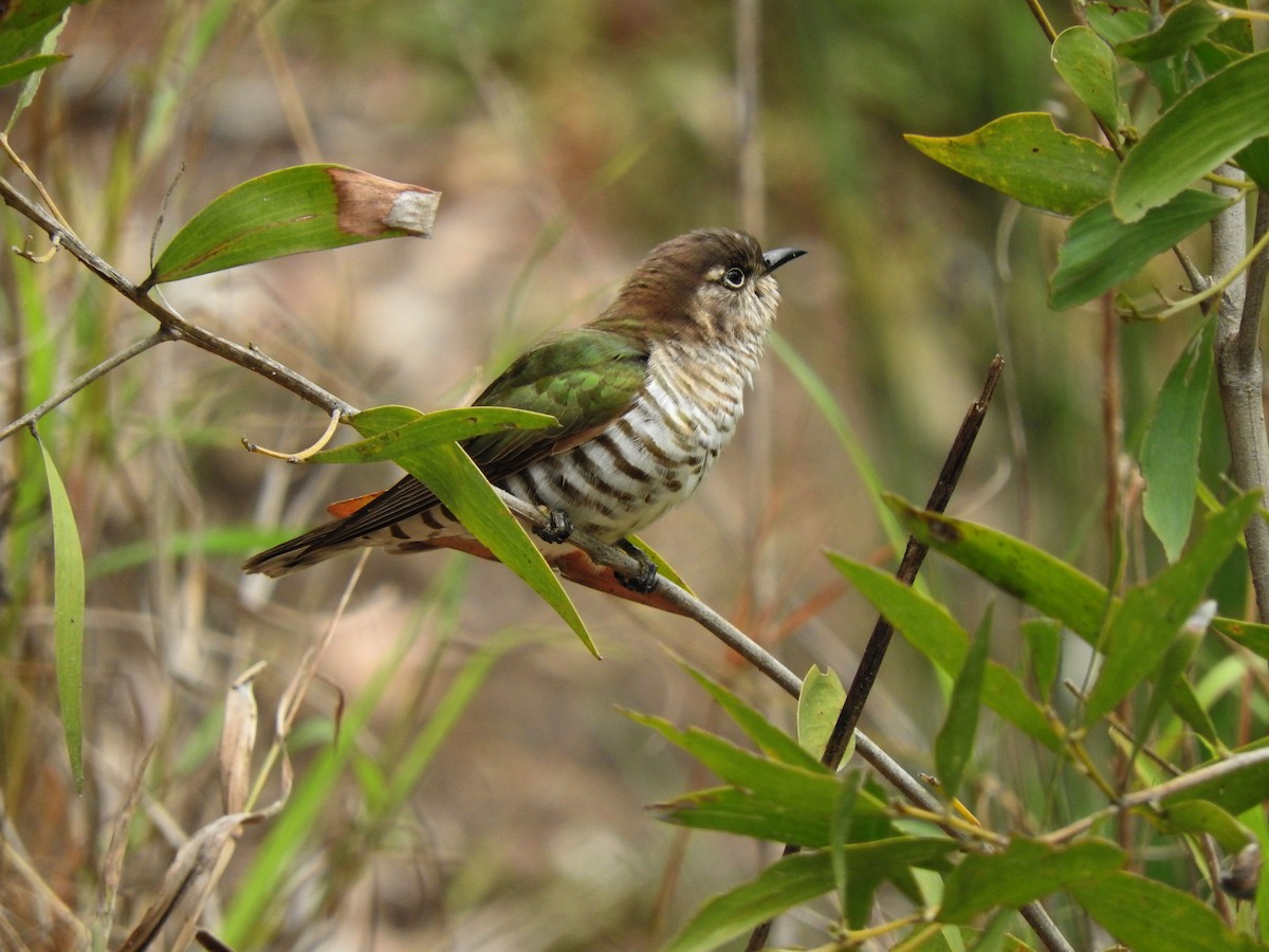 Shining Bronze-Cuckoo (Golden) - Chris Burwell