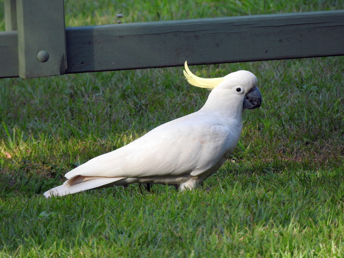 Sulphur-crested Cockatoo - ML117783971