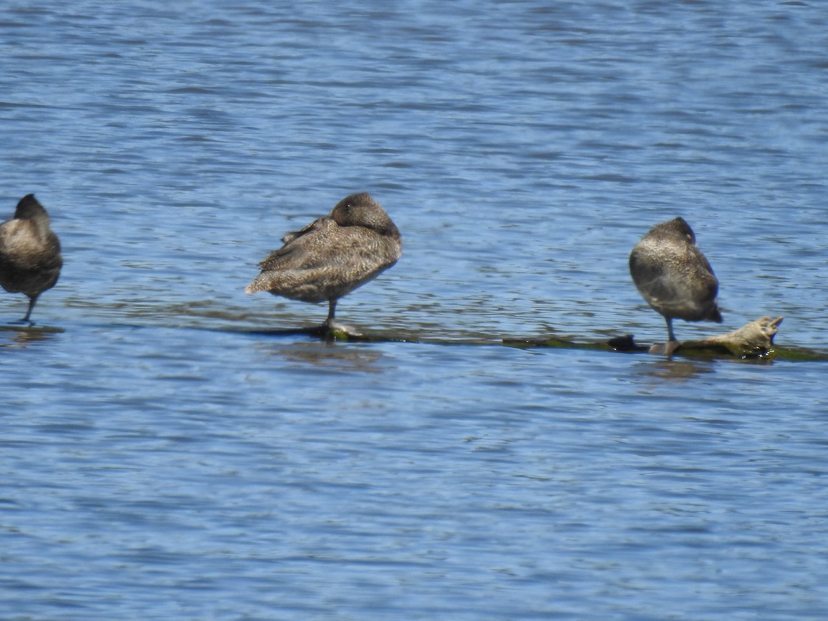 Freckled Duck - ML117785411