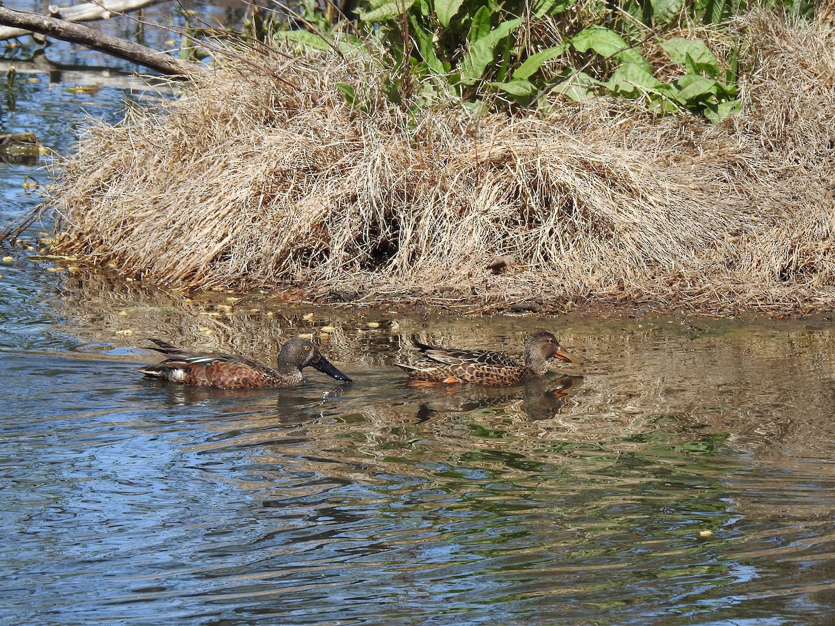 Australasian Shoveler - ML117785481