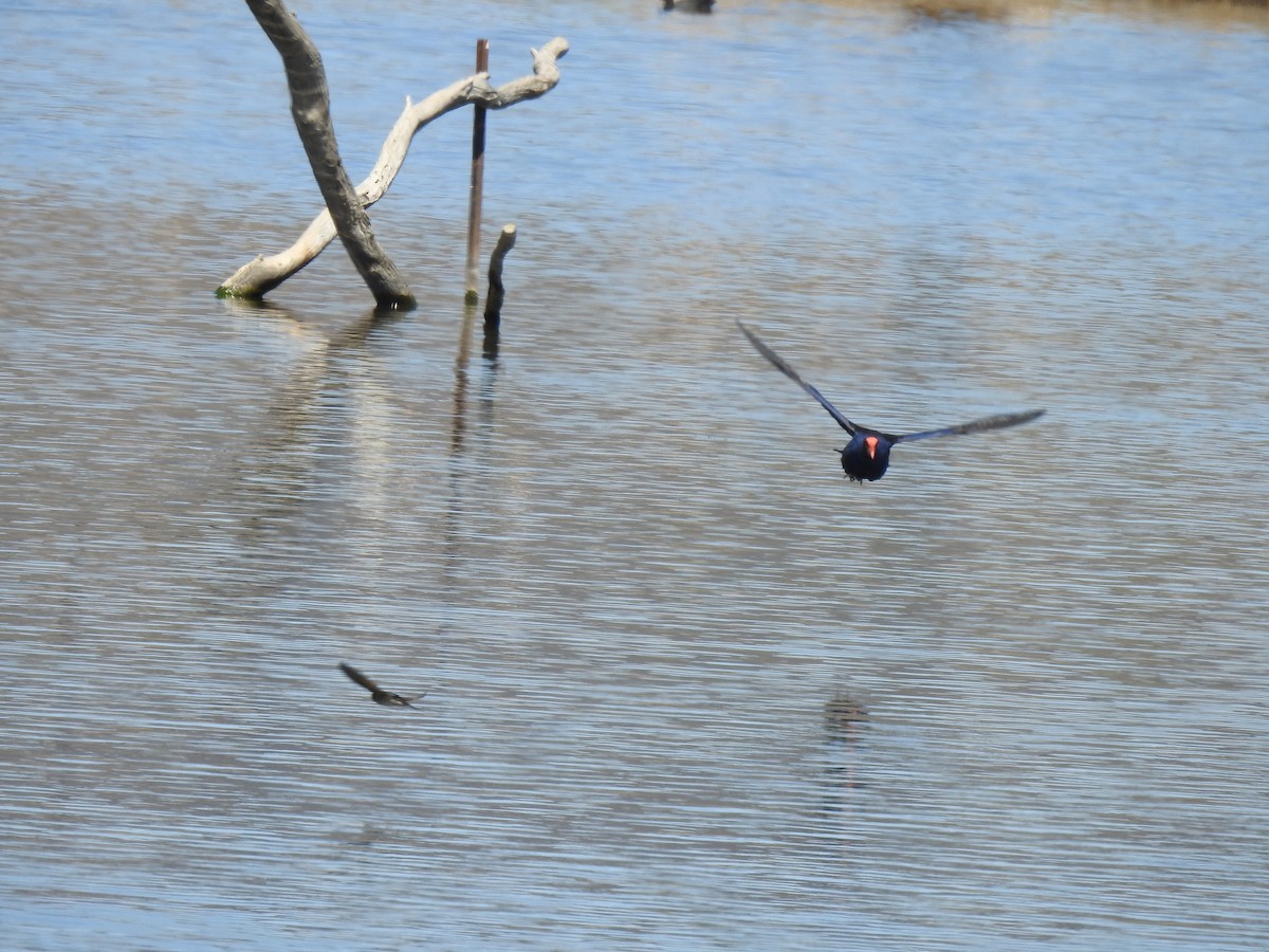 Australasian Swamphen - ML117785581