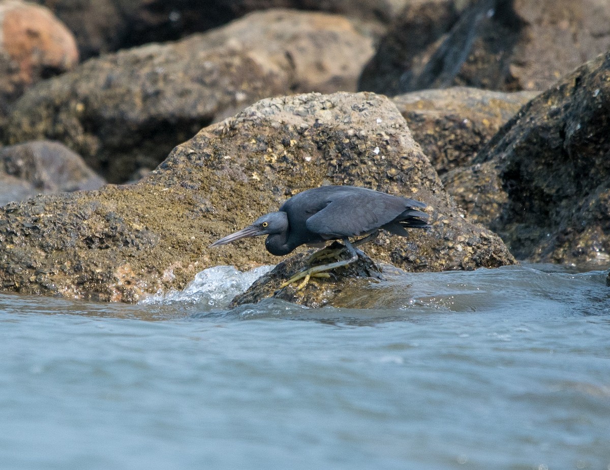 Pacific Reef-Heron - Adam Winstanley