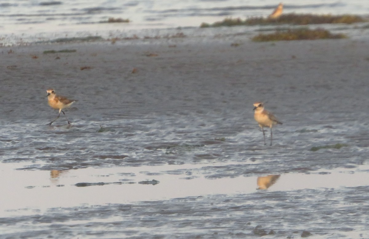 Tibetan Sand-Plover - Alexandre Hespanhol Leitão