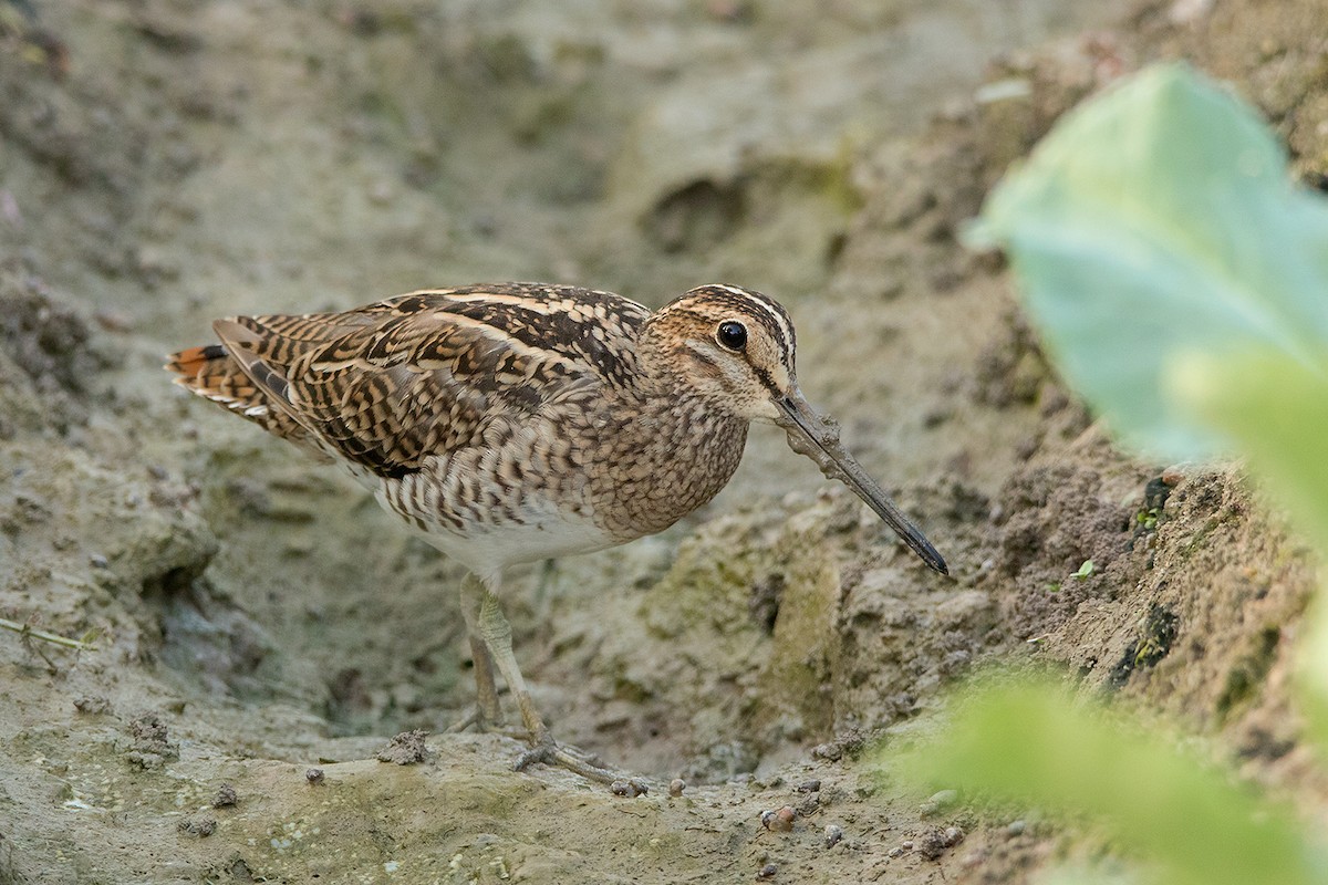 Pin-tailed Snipe - ML117787781