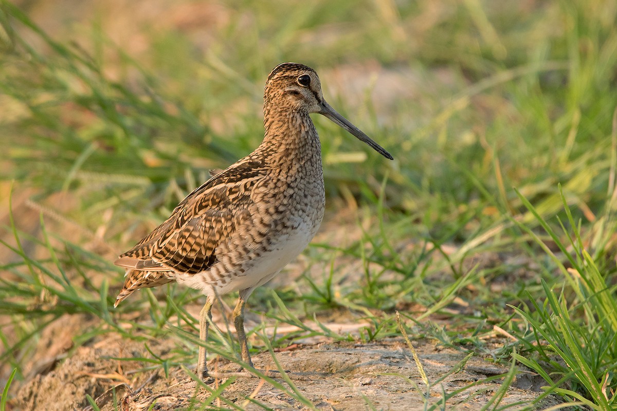 Pin-tailed Snipe - ML117787811