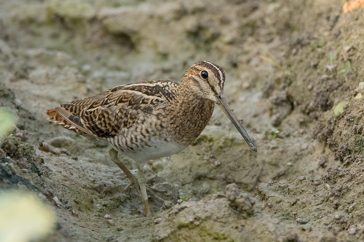 Pin-tailed Snipe - Ayuwat Jearwattanakanok