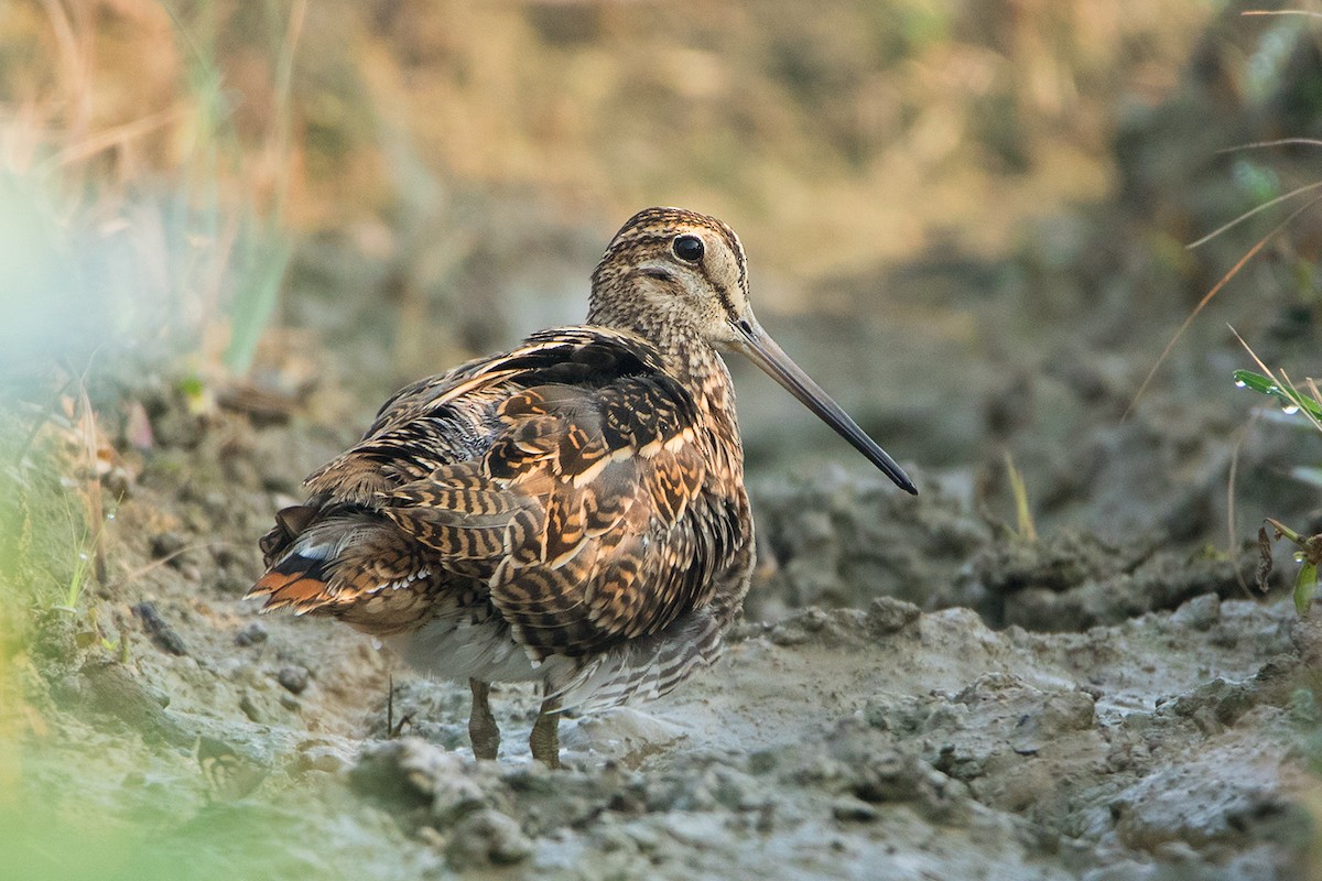 Pin-tailed Snipe - ML117788031