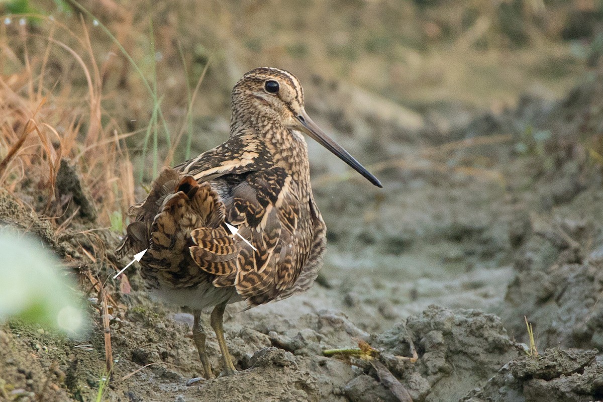 Pin-tailed Snipe - Ayuwat Jearwattanakanok