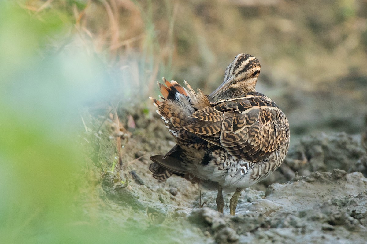 Pin-tailed Snipe - ML117788071