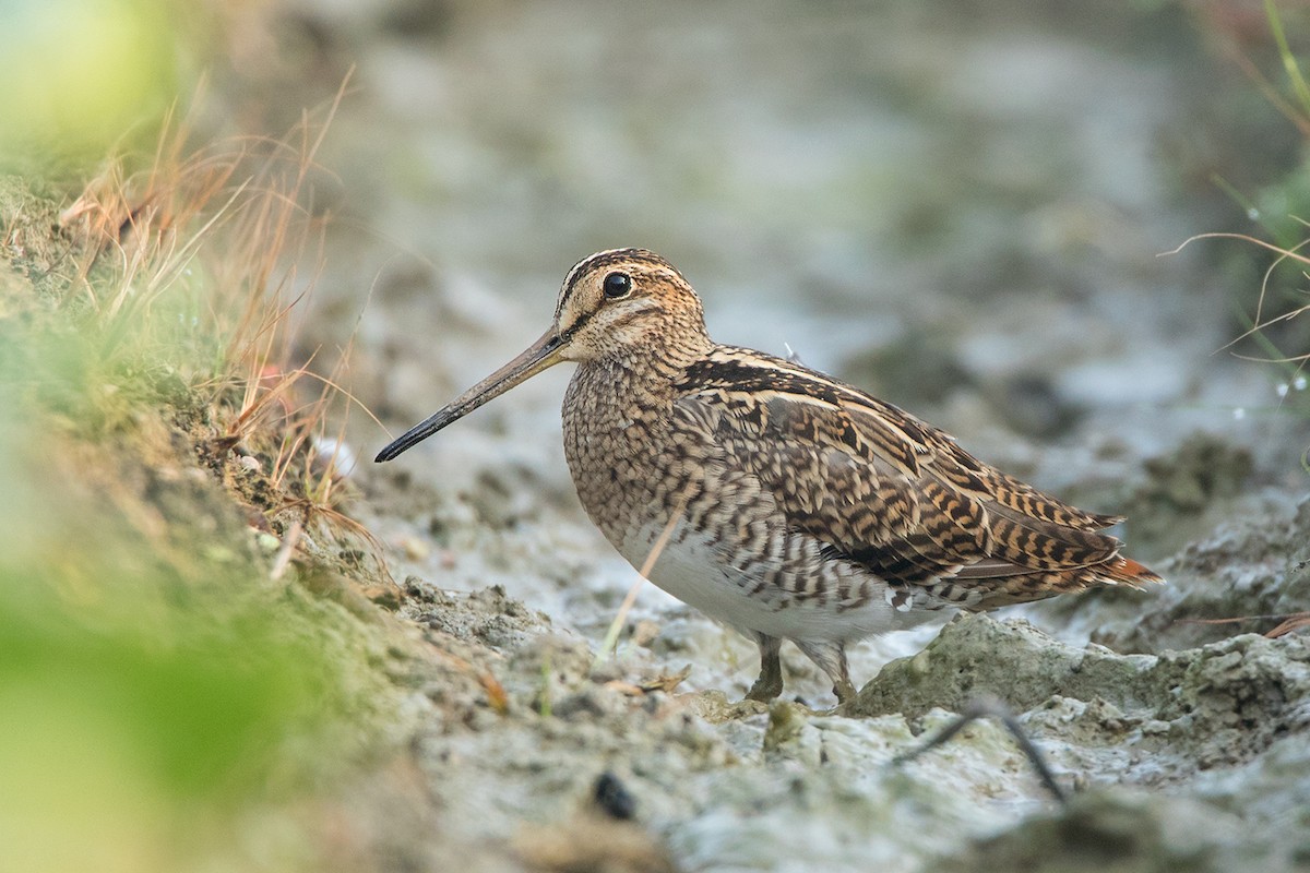 Pin-tailed Snipe - ML117788101