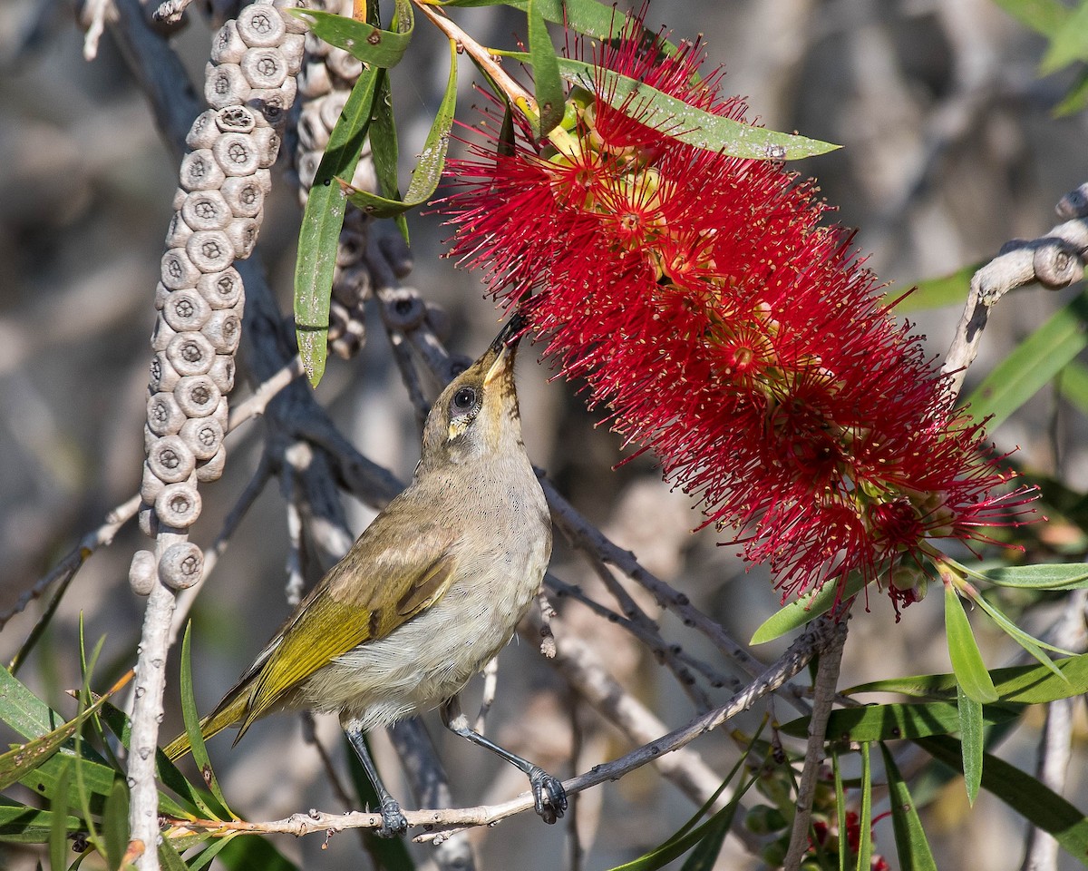 Brown Honeyeater - Terence Alexander