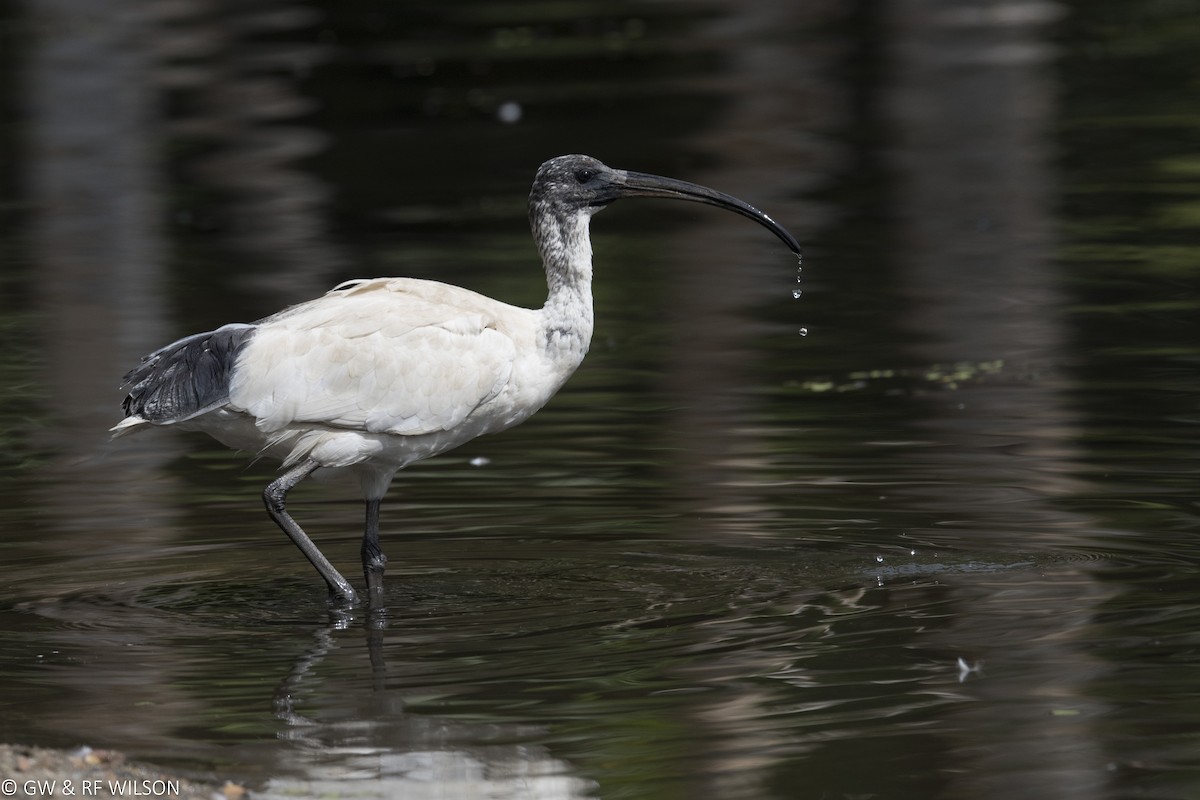 Australian Ibis - Gary & Robyn Wilson