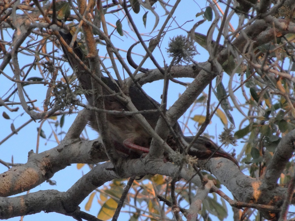 Halbwüsten-Stelzenralle - ML117790571