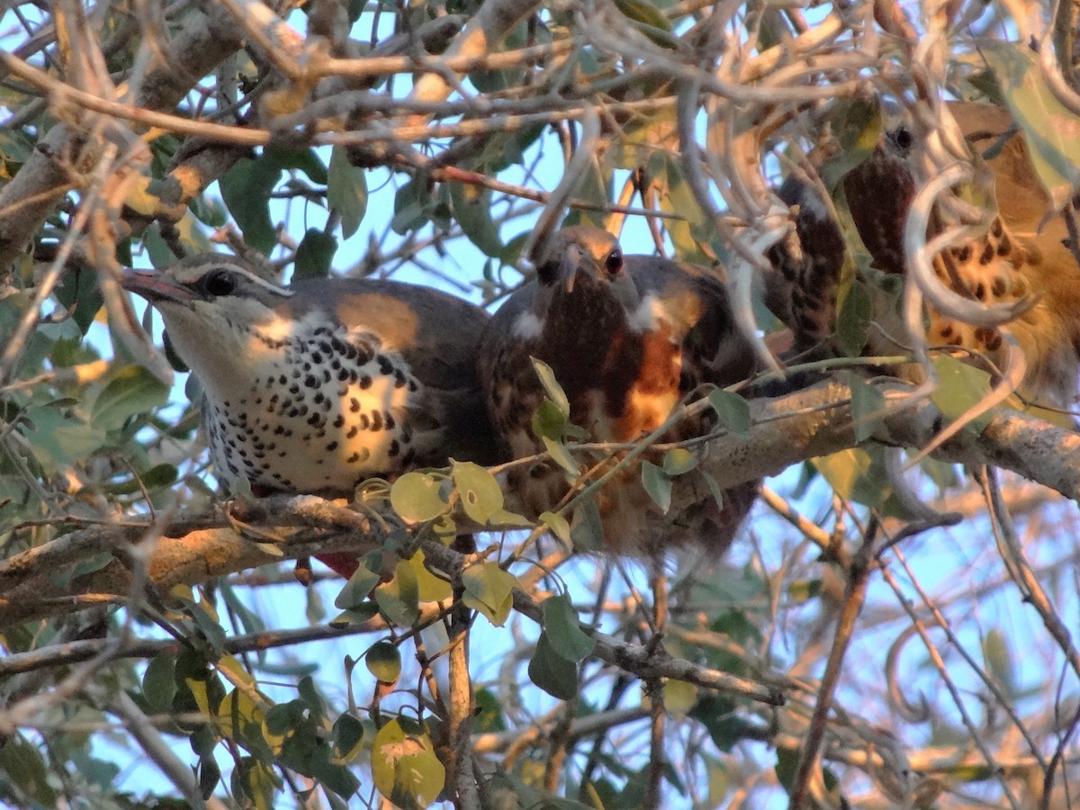 Halbwüsten-Stelzenralle - ML117790591