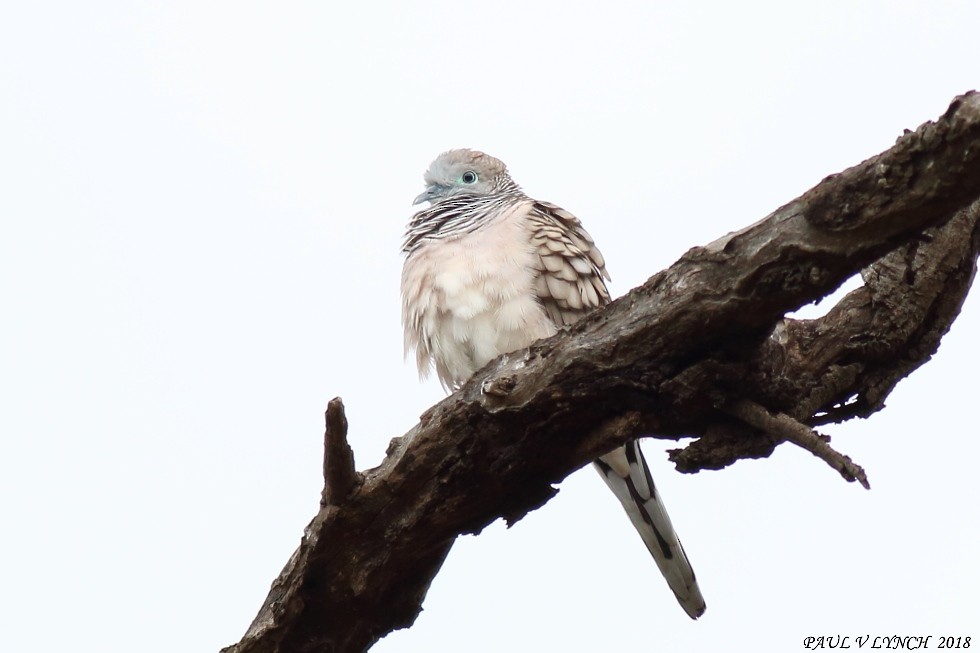 Peaceful Dove - Paul Lynch