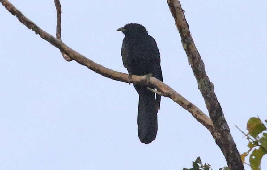 Pacific Koel - ML117791431