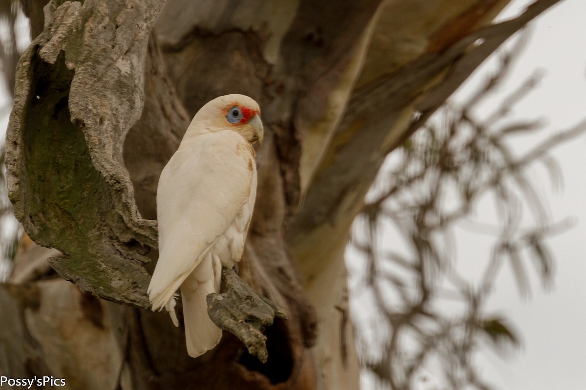 Long-billed Corella - ML117791611