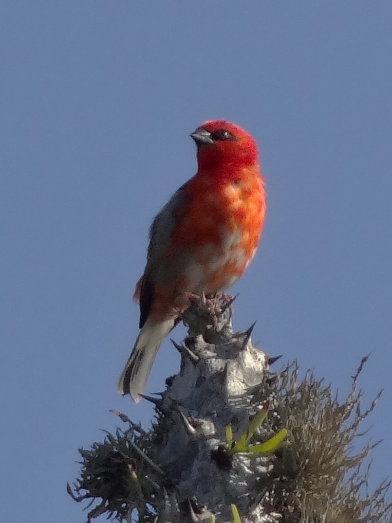 Madagaskarweber - ML117791831