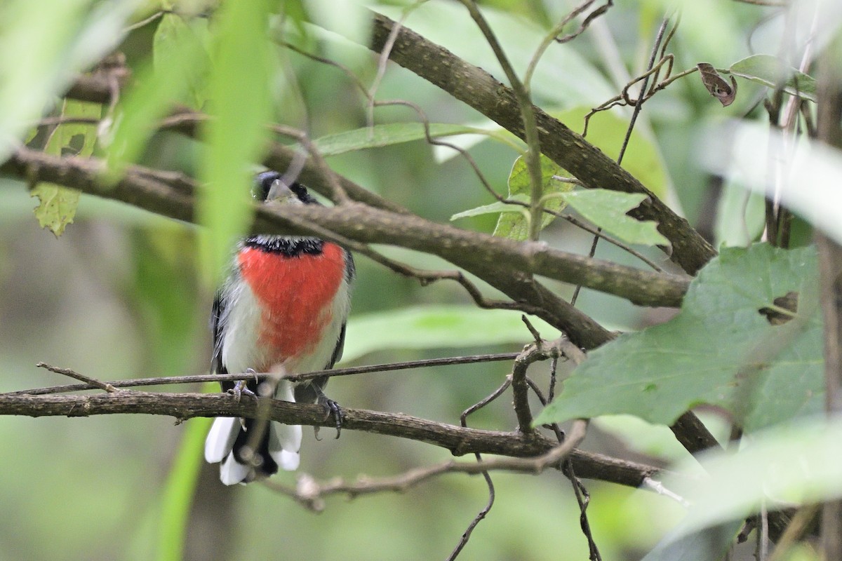 Red-breasted Chat - ML117791901