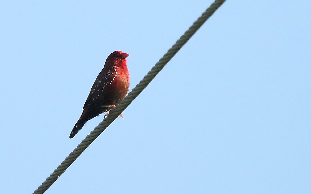 Red Avadavat - ML117792371