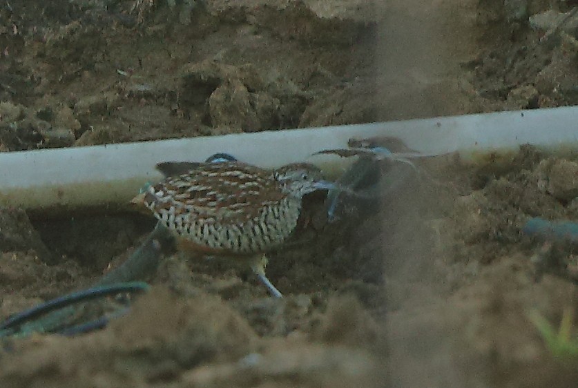 Barred Buttonquail - ML117792391