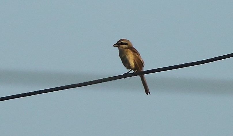 Brown Shrike - ML117792451