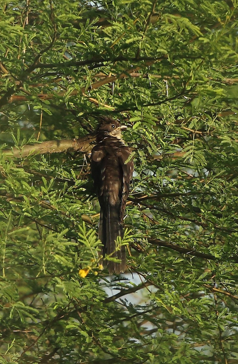 Pied Cuckoo - ML117792461