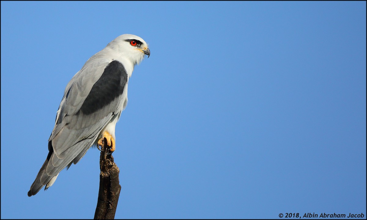 Black-winged Kite - Albin Jacob