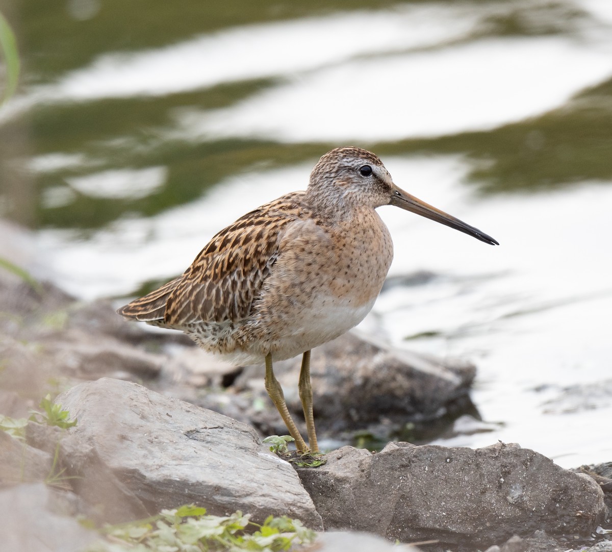 Short-billed Dowitcher - ML117792701