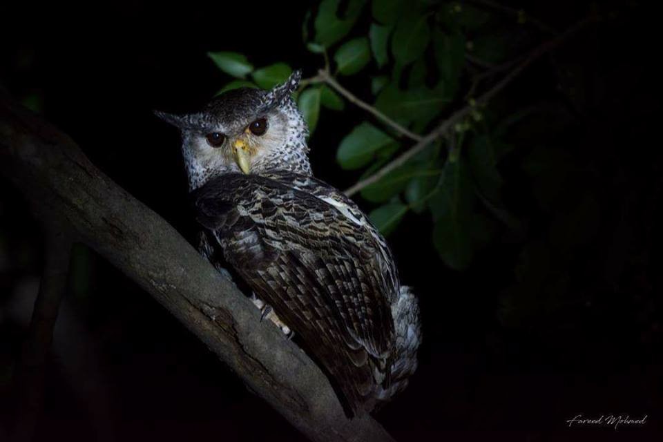 Spot-bellied Eagle-Owl - ML117792781