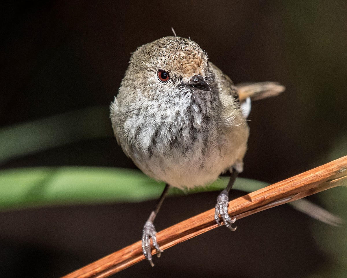 Brown Thornbill - ML117793981