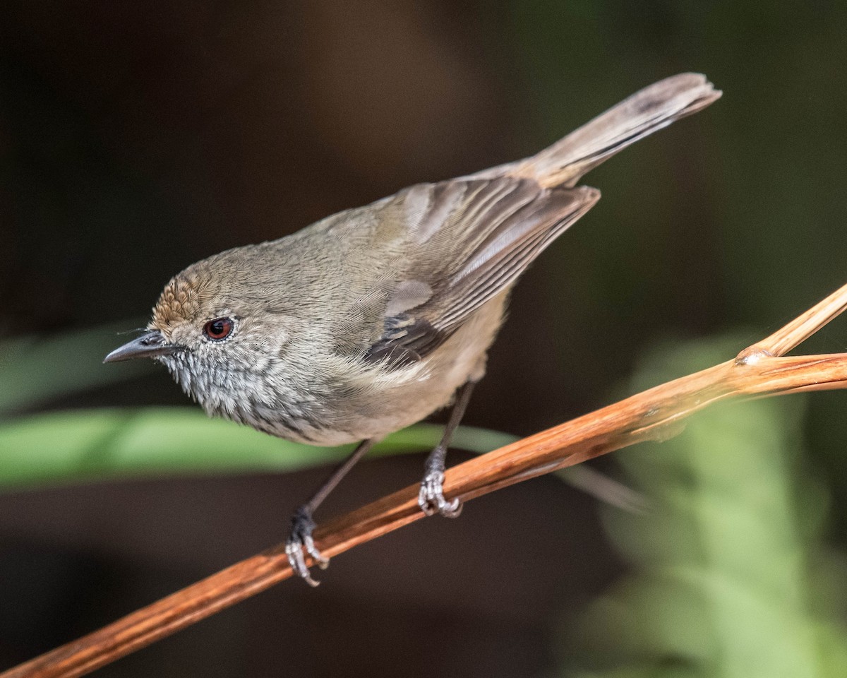 Brown Thornbill - ML117794041