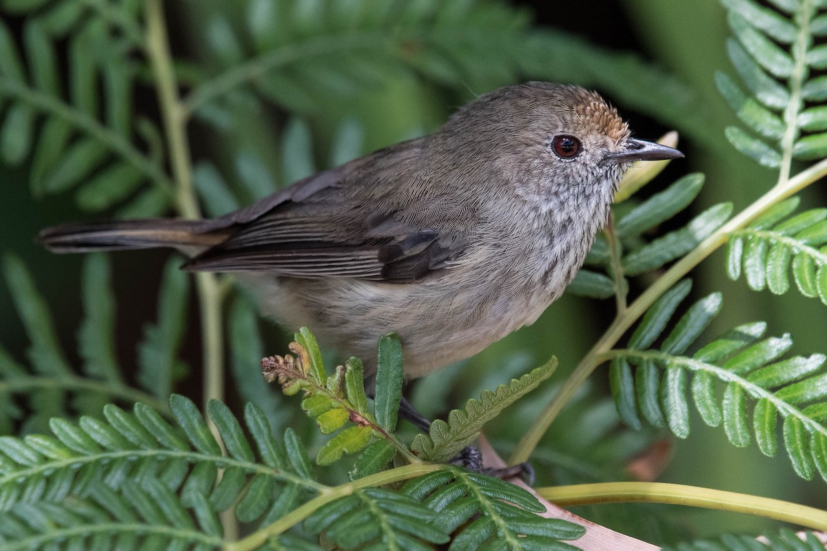 Brown Thornbill - Terence Alexander