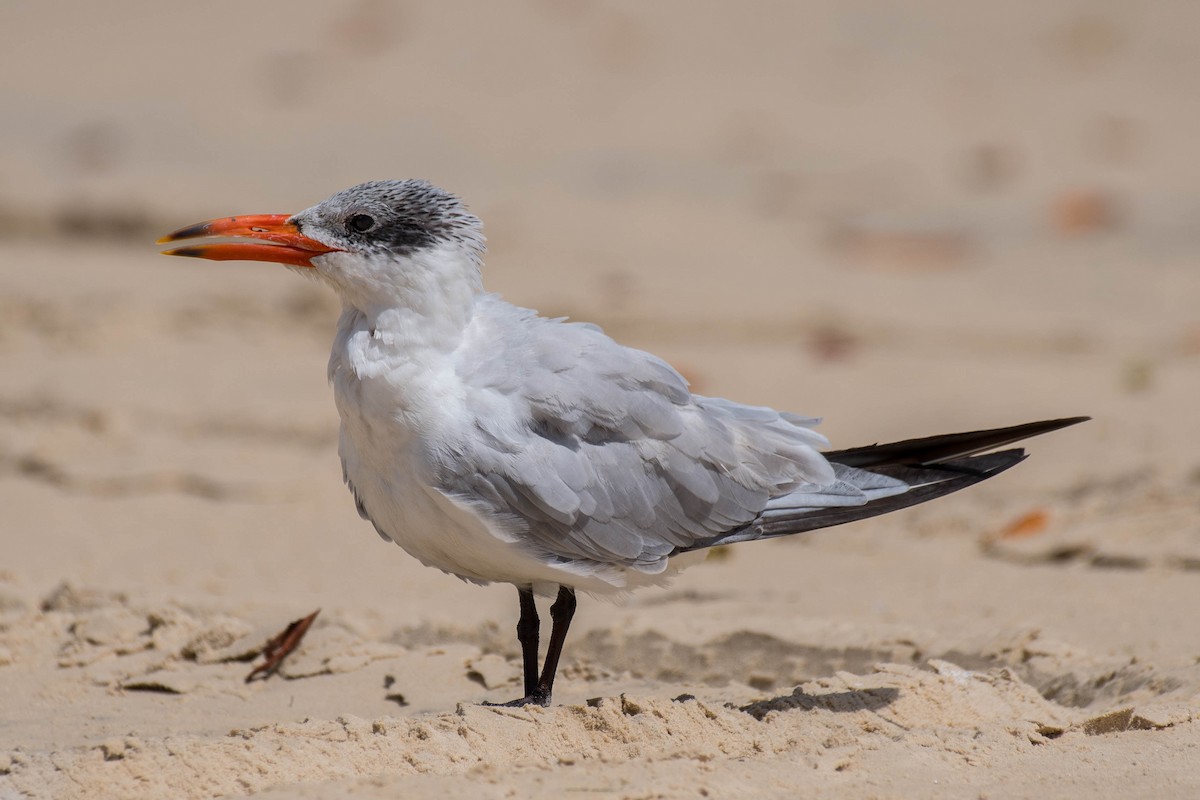 Caspian Tern - Terence Alexander