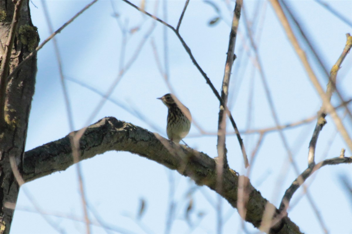 Tree Pipit - ML117796171