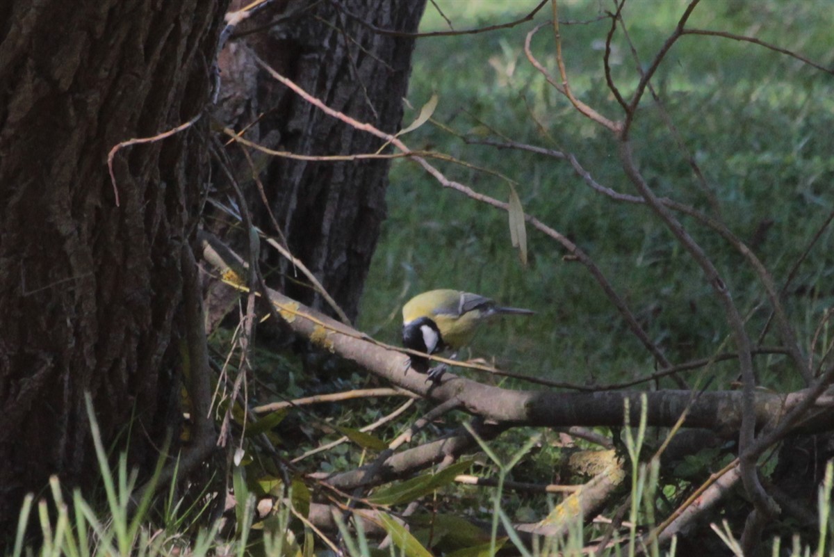 Great Tit - ML117796381