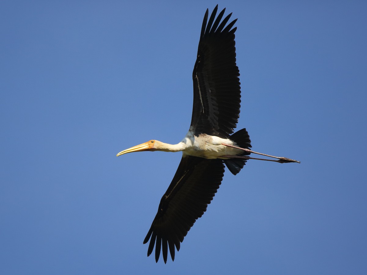 Painted Stork - Albin Jacob