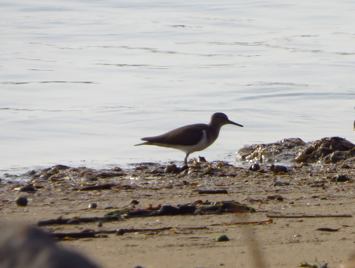 Common Sandpiper - ML117797281